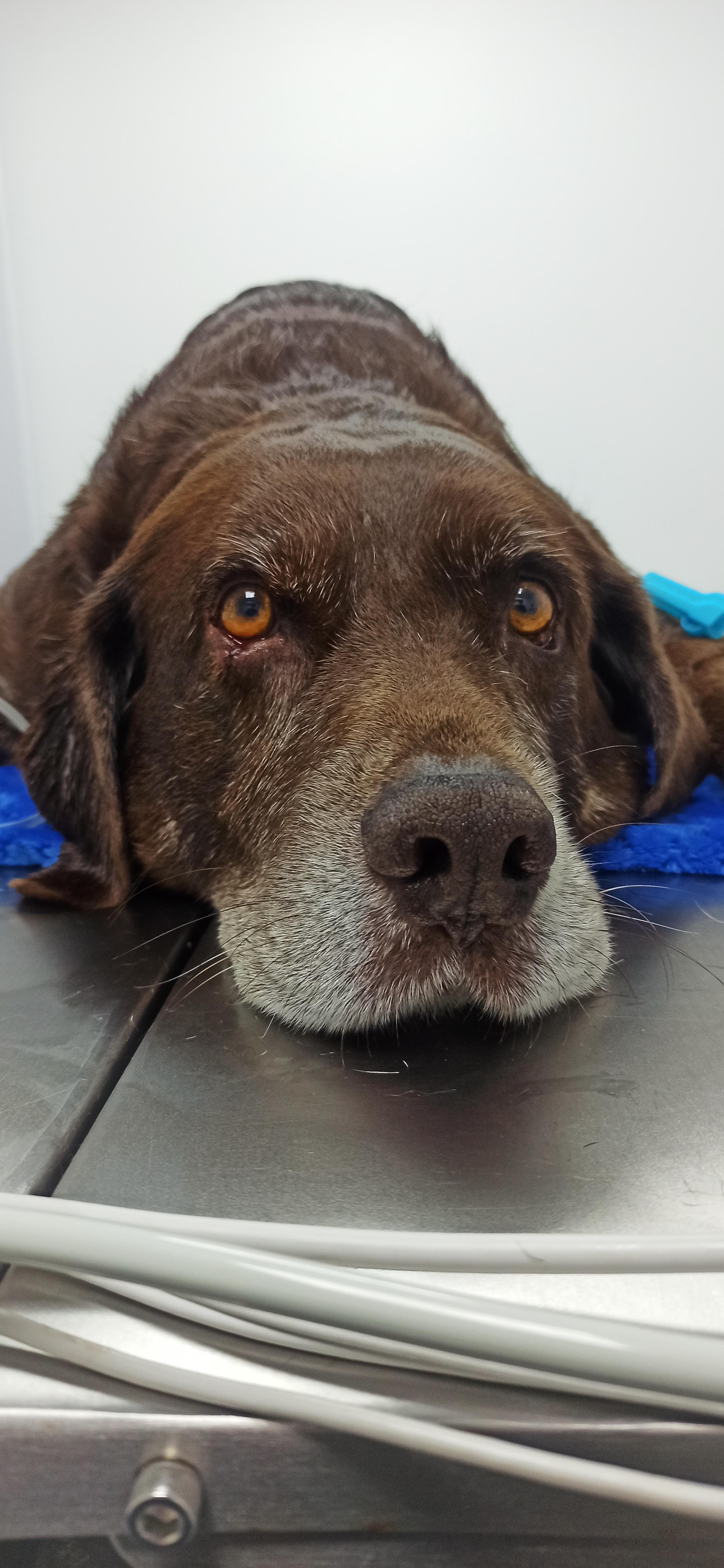 Paciente geriátrico recibiendo tratamiento para dolor crónico