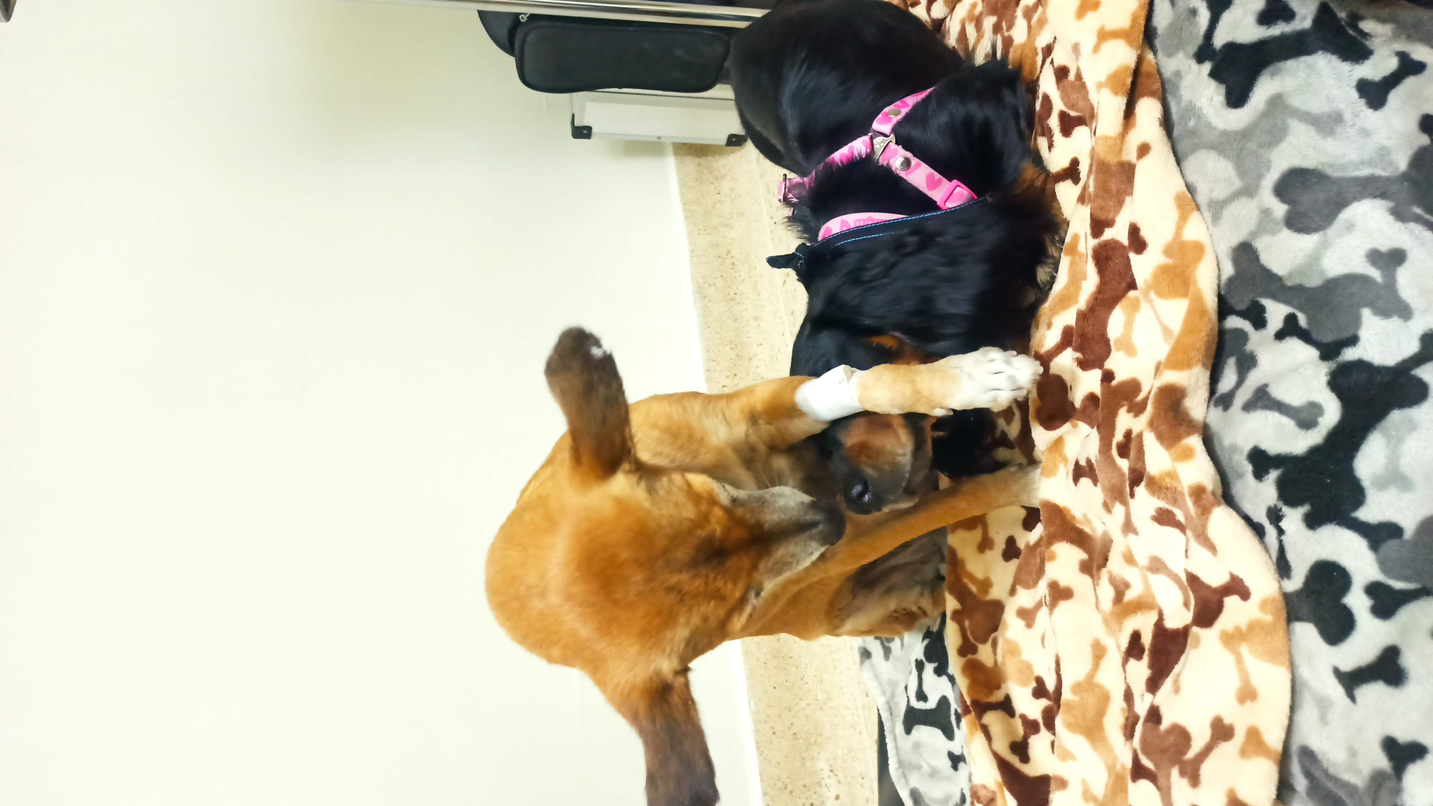 Ciruela con un paciente