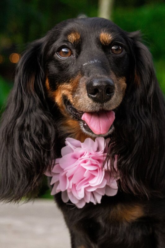 Ciruela - Teckel embajadora de SAMBA VET