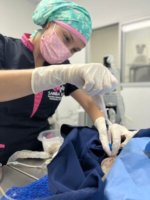 Analgesia intervencionista veterinaria