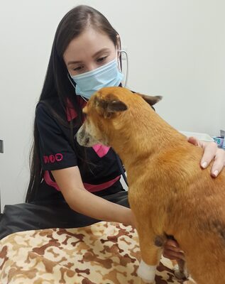 Evaluación preanestésica veterinaria