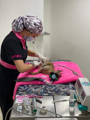 Sedación veterinaria